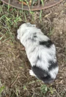 Penny, a female Miniature Australian Shepherd for sale in Rock Rapids, IA – 4 of 5