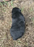 Gunner, a male Miniature Aussiedoodle for sale in Rock Rapids, IA – 3 of 4