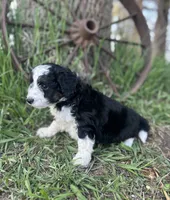 Diesel, a male Miniature Aussiedoodle for sale in Rock Rapids, IA – 3 of 5