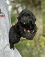 Gus, a male Miniature Aussiedoodle for sale in Rock Rapids, IA – 2 of 4