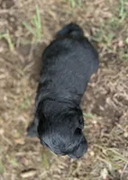 Gus, a male Miniature Aussiedoodle for sale in Rock Rapids, IA – 3 of 5