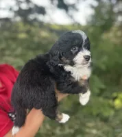 Gracie, a female Miniature Aussiedoodle for sale in Rock Rapids, IA – 4 of 6