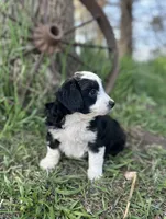 Daisy, a female Miniature Aussiedoodle for sale in Rock Rapids, IA – 5 of 7