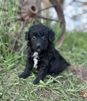 Max, a male Miniature Aussiedoodle for sale in Rock Rapids, IA – 3 of 6