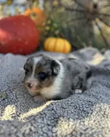 Melvin, a male Miniature Australian Shepherd for sale in Rock Rapids, IA – Photo 8 of 9