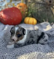 Melvin, a male Miniature Australian Shepherd for sale in Rock Rapids, IA – Photo 4 of 9