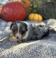 Melvin, a male Miniature Australian Shepherd for sale in Rock Rapids, IA – Photo 2 of 9