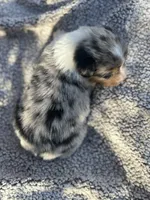 Melvin, a male Miniature Australian Shepherd for sale in Rock Rapids, IA – Photo 5 of 9