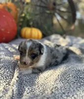 Melvin, a male Miniature Australian Shepherd for sale in Rock Rapids, IA – Photo 6 of 9