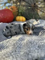Melvin, a male Miniature Australian Shepherd for sale in Rock Rapids, IA – Photo 7 of 9