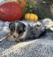 Melvin, a male Miniature Australian Shepherd for sale in Rock Rapids, IA – Photo 1 of 9