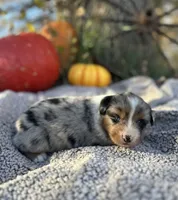 Melvin, a male Miniature Australian Shepherd for sale in Rock Rapids, IA – Photo 3 of 9