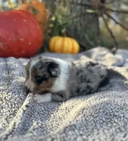 Melvin, a male Miniature Australian Shepherd for sale in Rock Rapids, IA – Photo 9 of 9