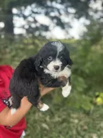 Gracie, a female Miniature Aussiedoodle for sale in Rock Rapids, IA – 3 of 6