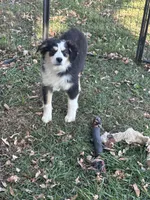 Bandit, a male Miniature Australian Shepherd for sale in Rock Rapids, IA – 3 of 4