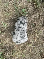 Gemma, a female Miniature Aussiedoodle for sale in Rock Rapids, IA – 4 of 6