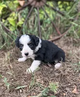 Peaches, a female Miniature Australian Shepherd for sale in Rock Rapids, IA – 4 of 6