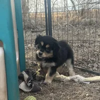 Nora, a female Miniature American Shepherd for sale in Rock Rapids, IA – Photo 2 of 8