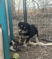 Nora, a female Miniature American Shepherd for sale in Rock Rapids, IA – Photo 2 of 8