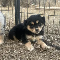 Nora, a female Miniature American Shepherd for sale in Rock Rapids, IA – Photo 1 of 8