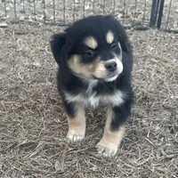 Nora, a female Miniature American Shepherd for sale in Rock Rapids, IA – Photo 4 of 8