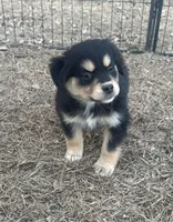 Nora, a female Miniature American Shepherd for sale in Rock Rapids, IA – Photo 4 of 8