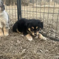 Nora, a female Miniature American Shepherd for sale in Rock Rapids, IA – Photo 7 of 8