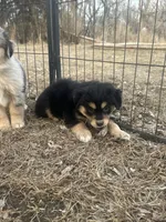 Nora, a female Miniature American Shepherd for sale in Rock Rapids, IA – Photo 7 of 8