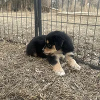 Nora, a female Miniature American Shepherd for sale in Rock Rapids, IA – Photo 8 of 8