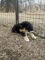 Nora, a female Miniature American Shepherd for sale in Rock Rapids, IA – Photo 8 of 8