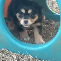 Nora, a female Miniature American Shepherd for sale in Rock Rapids, IA – Photo 5 of 8