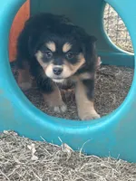 Nora, a female Miniature American Shepherd for sale in Rock Rapids, IA – Photo 5 of 8