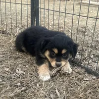 Nora, a female Miniature American Shepherd for sale in Rock Rapids, IA – Photo 6 of 8