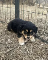 Nora, a female Miniature American Shepherd for sale in Rock Rapids, IA – Photo 6 of 8