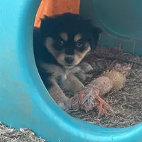 Nora, a female Miniature American Shepherd for sale in Rock Rapids, IA – Photo 3 of 8