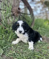 Diesel, a male Miniature Aussiedoodle for sale in Rock Rapids, IA – 1 of 5