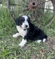 Diesel, a male Miniature Aussiedoodle for sale in Rock Rapids, IA – 4 of 5