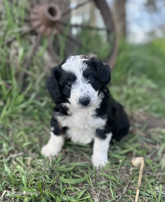 Daisy, a female Miniature Aussiedoodle for sale in Rock Rapids, IA – 1 of 7