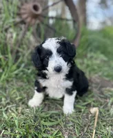 Daisy, a female Miniature Aussiedoodle for sale in Rock Rapids, IA – 1 of 7
