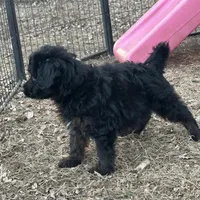 Digger, a male Miniature Aussiedoodle for sale in Rock Rapids, IA – Photo 5 of 7