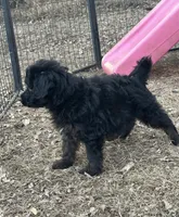 Digger, a male Miniature Aussiedoodle for sale in Rock Rapids, IA – Photo 5 of 7
