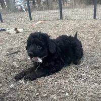 Digger, a male Miniature Aussiedoodle for sale in Rock Rapids, IA – Photo 4 of 7