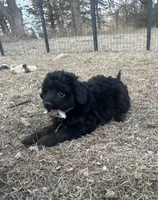 Digger, a male Miniature Aussiedoodle for sale in Rock Rapids, IA – Photo 4 of 7