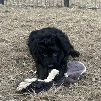 Digger, a male Miniature Aussiedoodle for sale in Rock Rapids, IA – Photo 3 of 7