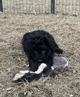 Digger, a male Miniature Aussiedoodle for sale in Rock Rapids, IA – Photo 3 of 7