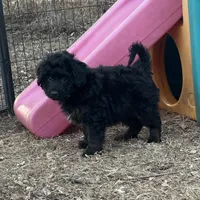 Digger, a male Miniature Aussiedoodle for sale in Rock Rapids, IA – Photo 1 of 7