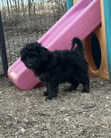 Digger, a male Miniature Aussiedoodle for sale in Rock Rapids, IA – Photo 1 of 7
