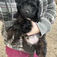 Digger, a male Miniature Aussiedoodle for sale in Rock Rapids, IA – Photo 6 of 7