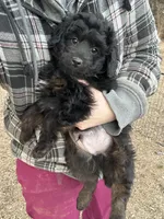 Digger, a male Miniature Aussiedoodle for sale in Rock Rapids, IA – Photo 6 of 7