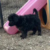 Digger, a male Miniature Aussiedoodle for sale in Rock Rapids, IA – Photo 2 of 7